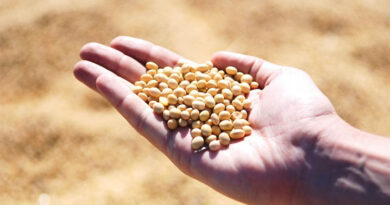 CONAB Increases Brazil Crop Estimates in July Report