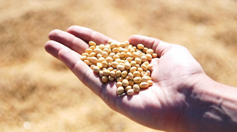 Conab Increases Brazil Crop Estimates in July Report