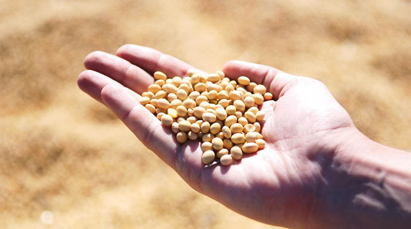 CONAB Increases Brazil Crop Estimates in July Report