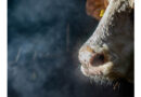 "Cows And Climate": Factsheet Now Available In English