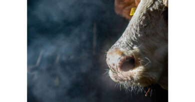 "Cows And Climate": Factsheet Now Available In English