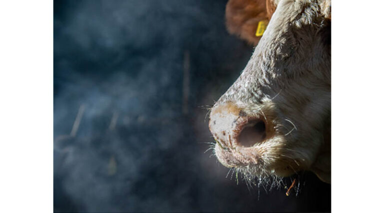 "Cows And Climate": Factsheet Now Available In English