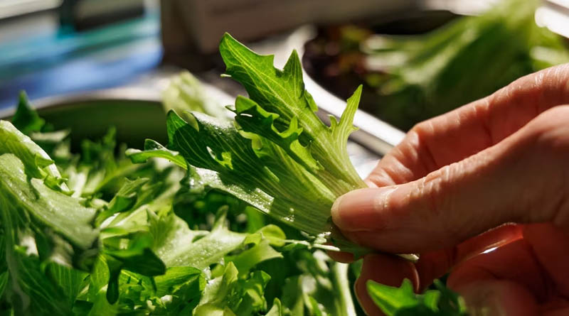 Delivering Value Across The Fresh Produce Chain In Asia
