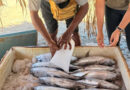 Empowering Fisheries Actors at the Municipality Level in Timor-Leste