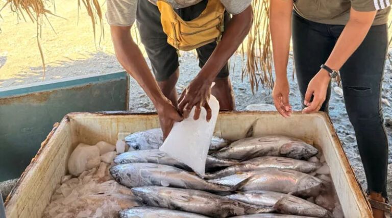 Empowering Fisheries Actors at the Municipality Level in Timor-Leste