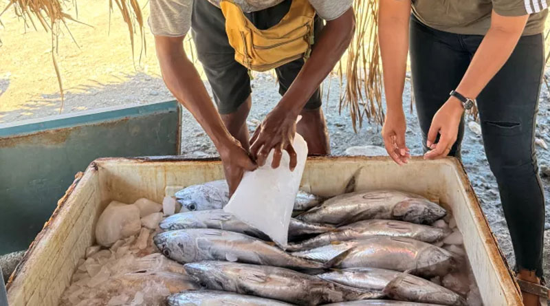 Empowering Fisheries Actors at the Municipality Level in Timor-Leste