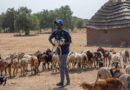 FAO Presents New Strategic Model To Tackle Transboundary Animal Diseases