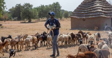 FAO Presents New Strategic Model To Tackle Transboundary Animal Diseases