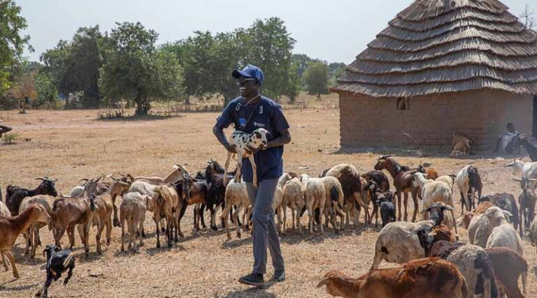 FAO Presents New Strategic Model To Tackle Transboundary Animal Diseases