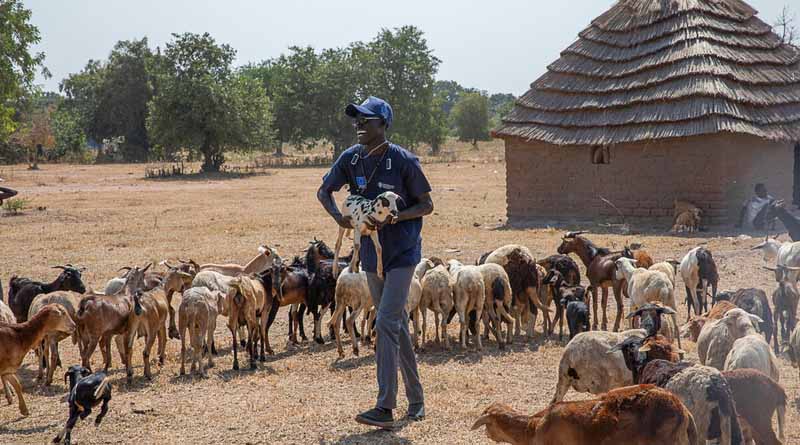 FAO Presents New Strategic Model To Tackle Transboundary Animal Diseases