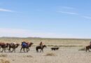 FAO’s Global Plan Of Action For Sustainable Livestock Transformation Is Approved