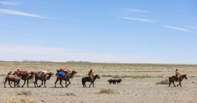 FAO’s Global Plan Of Action For Sustainable Livestock Transformation Is Approved