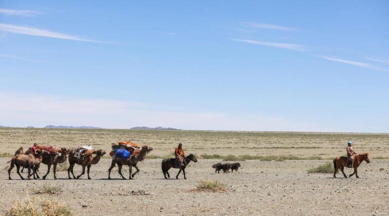 FAO’s Global Plan Of Action For Sustainable Livestock Transformation Is Approved