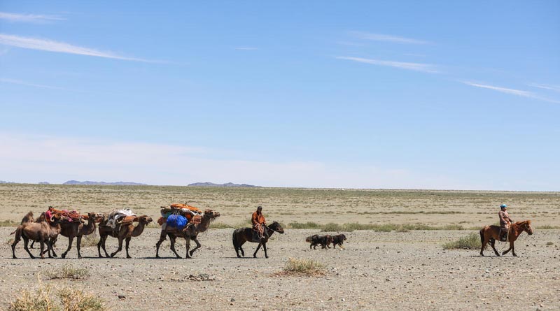 FAO’s Global Plan Of Action For Sustainable Livestock Transformation Is Approved