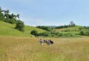 Farmers From Across Europe Discuss Biodiversity And Economic Viability In Romania