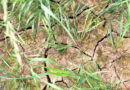 Farmers Urged To Prepare For Water Scarcity In Coming Years As Climate Change Causes Drier Weather
