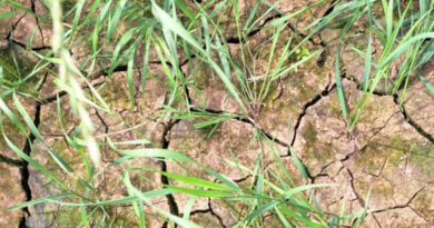 Farmers Urged To Prepare For Water Scarcity In Coming Years As Climate Change Causes Drier Weather Farmers Urged To Prepare For Water Scarcity In Coming Years As Climate Change Causes Drier Weather