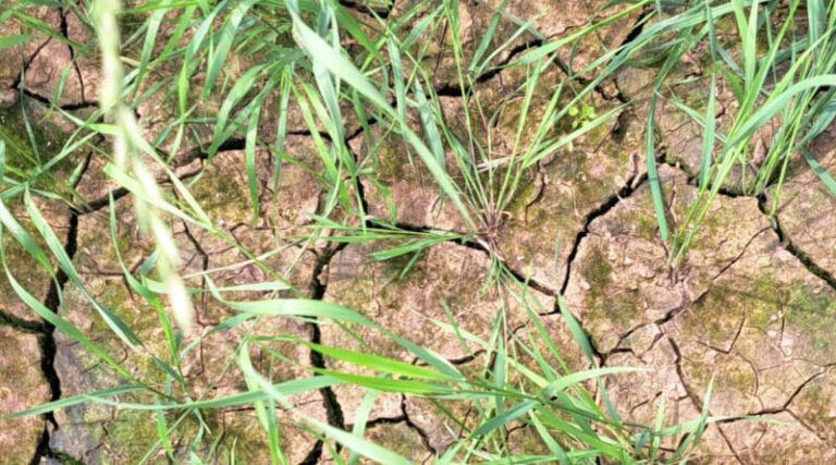 Farmers Urged To Prepare For Water Scarcity In Coming Years As Climate Change Causes Drier Weather
