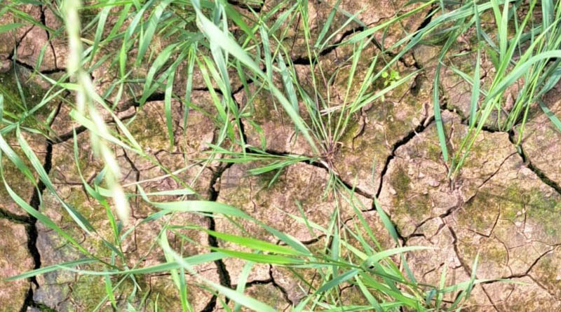 Farmers Urged To Prepare For Water Scarcity In Coming Years As Climate Change Causes Drier Weather