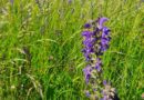 Food and Feed Omnibus proposal: FiBL Highlights Key Scientific Considerations