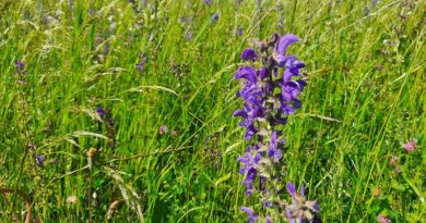 Food and Feed Omnibus proposal: FiBL Highlights Key Scientific Considerations