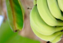 From Banana Farms to Makhana Markets The Highway Set to Power Bihar’s Agricultural Heartland