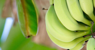 From Banana Farms to Makhana Markets The Highway Set to Power Bihar’s Agricultural Heartland