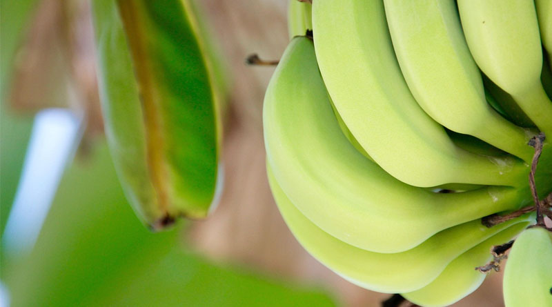 From Banana Farms to Makhana Markets The Highway Set to Power Bihar’s Agricultural Heartland
