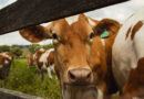 From Biogas Plants to Climate-Resilient Farms