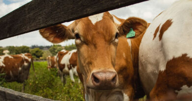 From Biogas Plants to Climate-Resilient Farms