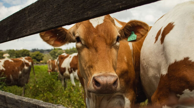From Biogas Plants to Climate-Resilient Farms
