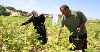 Gaza Strip: Scale-up in FAO’s Conditional Cash For Farmers Projected To Help Feed 100 000 People Over The Next Year Gaza Strip Scale-up in FAO’s Conditional Cash For Farmers Projected To Help Feed 100 000 People Over The Next Year