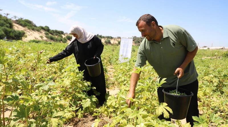 Gaza Strip Scale-up in FAO’s Conditional Cash For Farmers Projected To Help Feed 100 000 People Over The Next Year