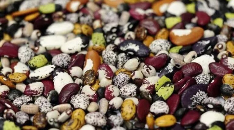 Healthier And More Sustainable Diets Could Reshape Global Agriculture