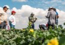 Highlights from the Global Melon & Watermelon Event 2026