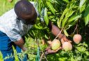 How Kenya Is Preventing Mango Mealybug Through Early Detection