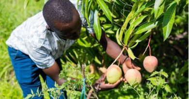 How Kenya Is Preventing Mango Mealybug Through Early Detection