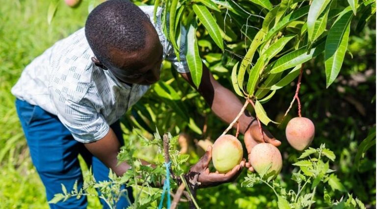 How Kenya Is Preventing Mango Mealybug Through Early Detection