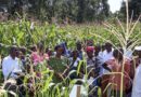 How On-farm Experimentation Is Transforming Agricultural Research In Kenya