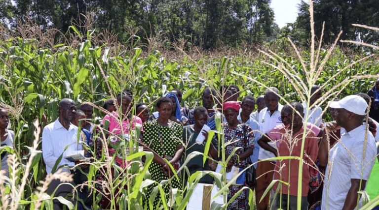 How On-farm Experimentation Is Transforming Agricultural Research In Kenya