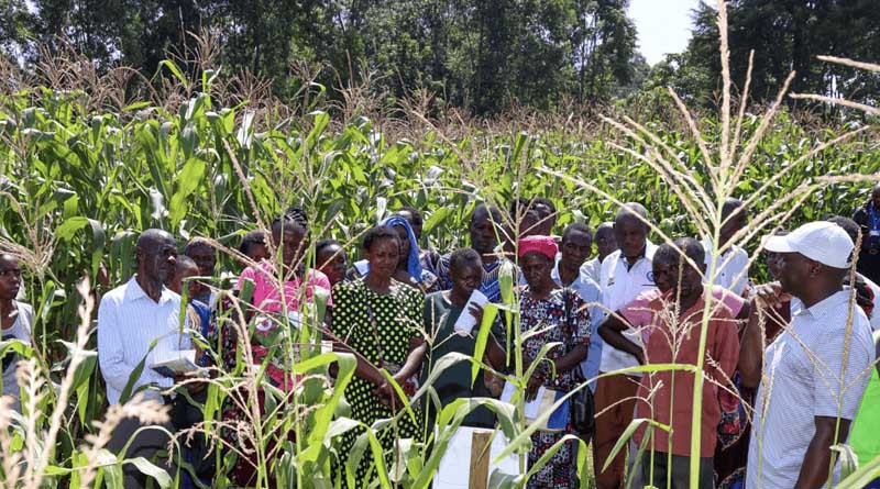 How On-farm Experimentation Is Transforming Agricultural Research In Kenya