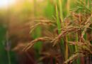 How to Control Bakanae Disease in Rice Nursery