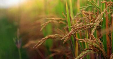 How to Control Bakanae Disease in Rice Nursery