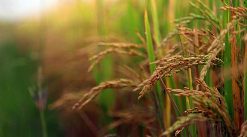How to Control Bakanae Disease in Rice Nursery