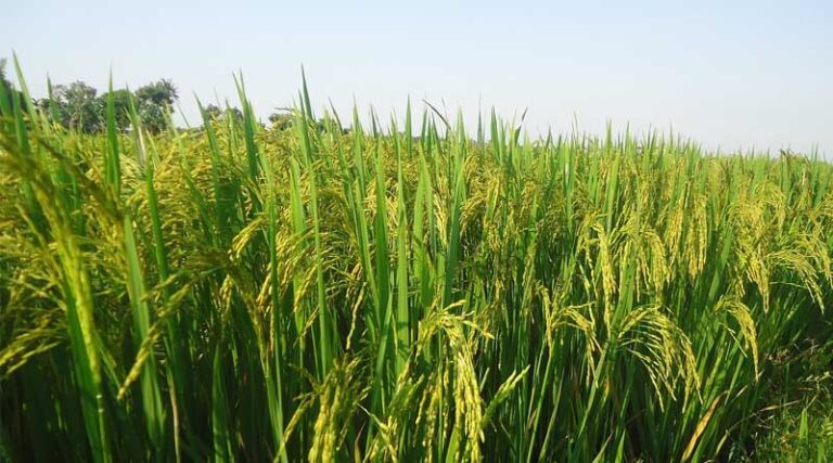 How to Control Brown Planthopper (BPH) in Rice