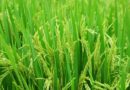 How to Control Green Leafhopper in Paddy