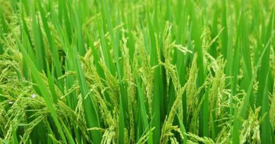 How to Control Green Leafhopper in Paddy How to Control Green Leafhopper in Paddy
