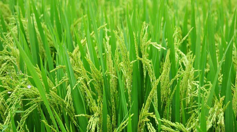 How to Control Green Leafhopper in Paddy