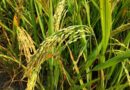 How to Use Bispyribac Sodium in Direct-Seeded Rice (DSR) for Effective Weed Control