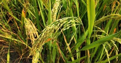 How to Use Bispyribac Sodium in Direct-Seeded Rice (DSR) for Effective Weed Control How to Use Bispyribac Sodium in Direct-Seeded Rice (DSR) for Effective Weed Control